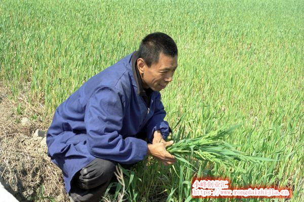 種植戶到底如何才能通過(guò)種地賺錢？