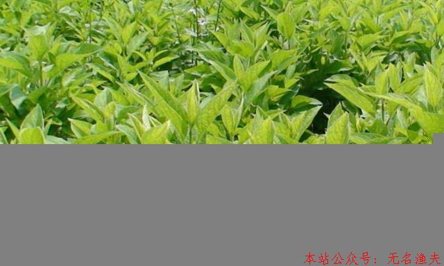 現(xiàn)在什么種植賺錢？種植賺錢就看這里