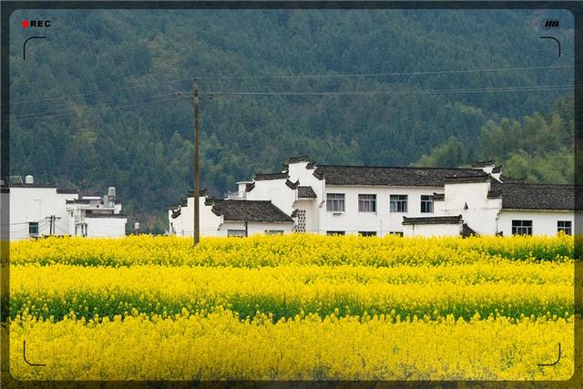 創(chuàng)業(yè)課堂推薦幾種農村種植野菜賺錢項目